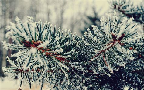 Branch Tree Needles Winter Snowfall Nature Wallpaper 1920x1200 29559