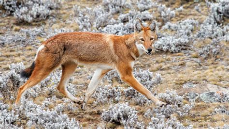 In Search Of The Rare Ethiopian Wolf
