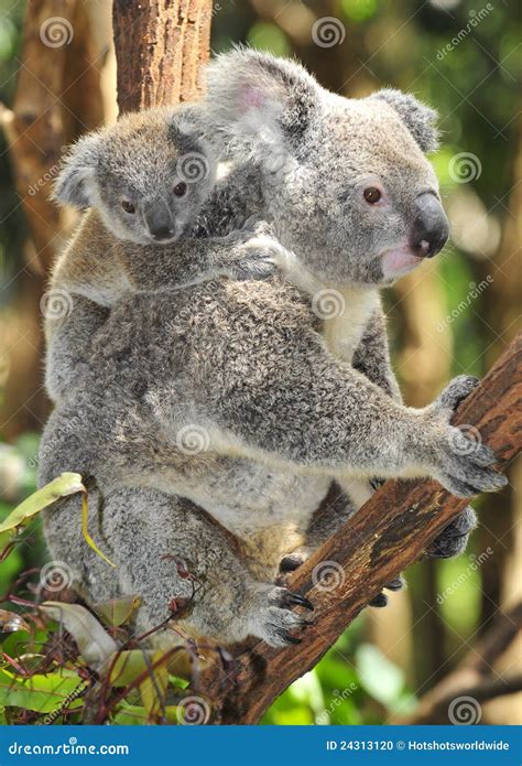 Australian Koala Bear Carrying Cute Baby Stock Photo Image Of