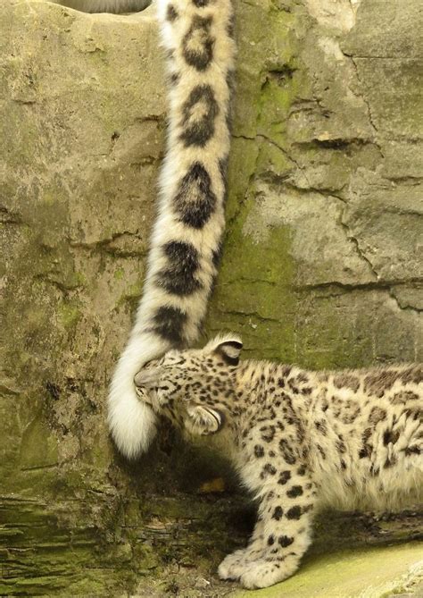 Miiwa On Twitter Rt Deuilstears Snow Leopards Love Biting Their