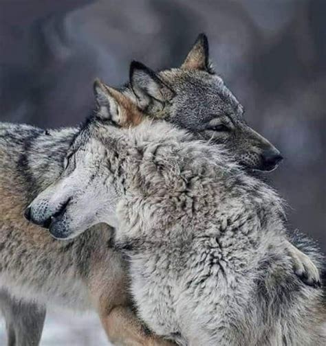 Beautiful Picture Of A Wolf Couple Cuddling😍 Rate 1 10 Follow