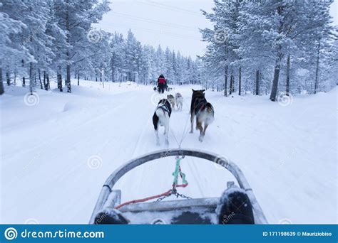 Dog Sledding In Finland Surign Winter Editorial Stock Image Image Of