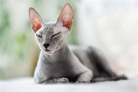 Ten Things You Need To Know About The Sphynx Cat Before