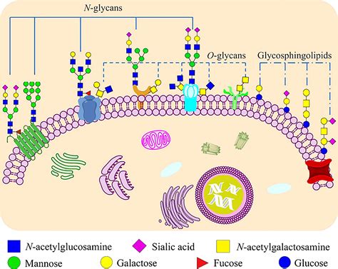 Frontiers The Importance Of Glycans Of Viral And Host Proteins In