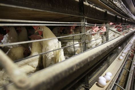 Us Moves Closer To Resuming Chicken Exports To China As Beijing