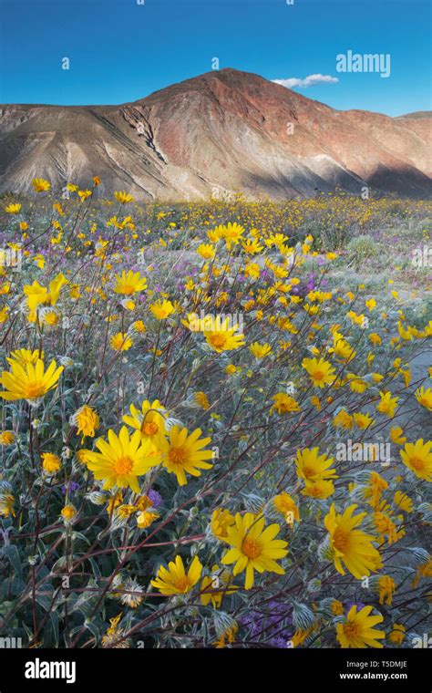 Super Bloom Abundant Desert Sunflowers Geraea Canescens In Bloom
