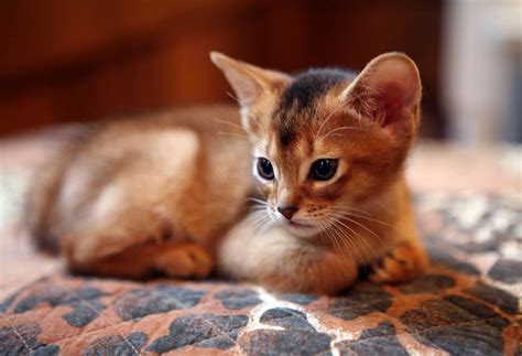 10 Abyssinian Cat Facts Abyssinian Cats Cat Facts Siamese Cats Facts