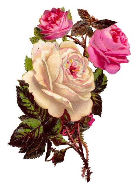 Antique Images Royalty Free Rose Shabby Chic Pink Flower Digital Clipart