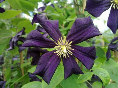 Maybe you would like to learn more about one of these? Clematis Romantika mature & hardy 2 year old plants, 2 ...