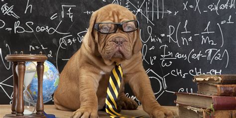 Pet Science Quiz How Well Do You Know The Science Of Your Pet Huffpost