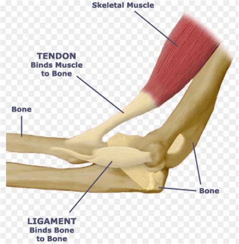 It is held in place by a ligament at the bottom and a tendon on top. Tendon Diagram : This tendon straightens the end joint of ...