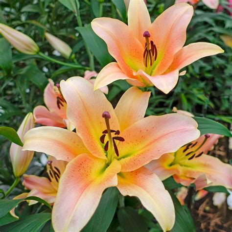 Buy Zelmira Lily Tree Online Lily Trees For Sale Brecks
