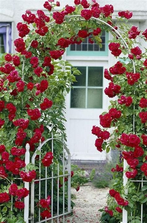 50 Wonderful Climbing Roses On House Make A Beauty Ideas