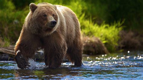 Kodiak Bear Wallpapers Top Free Kodiak Bear Backgrounds Wallpaperaccess