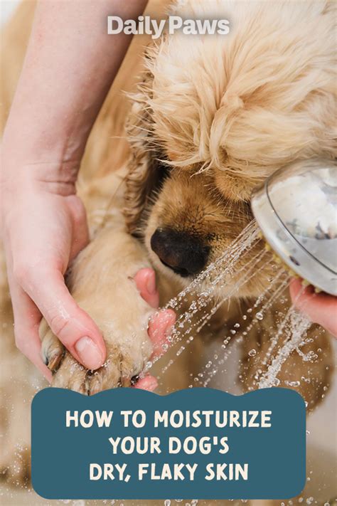 How To Moisturize Your Dogs Dry Flaky Skin To Ease Itchiness And