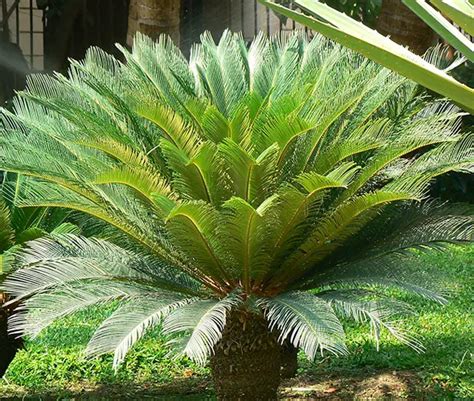 How To Grow The Sago Palm Tree Cycas Revoluta