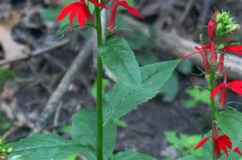 Cardinal Flower 101 Ultimate Grow And Care Guide Growit Buildit