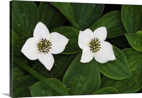 Premium Thick-Wrap Canvas Wall Art Print entitled Bunchberry flowers ...