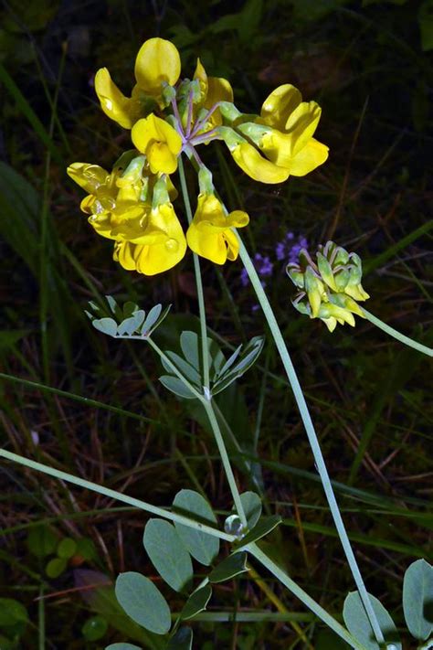 Coronilla Coronata Burgenland Flora