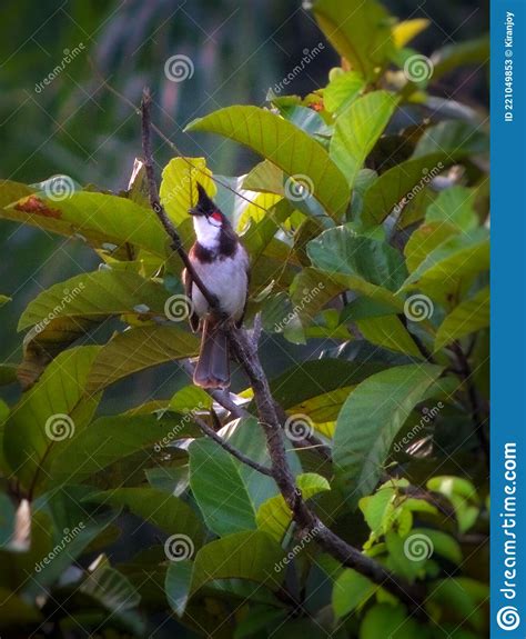 Red Whiskered Bulbul Stock Image Image Of Bulbul Leaf 221049853