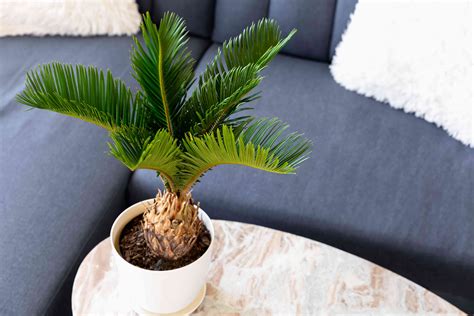 Sago Palm Plant Care And Growing Guide