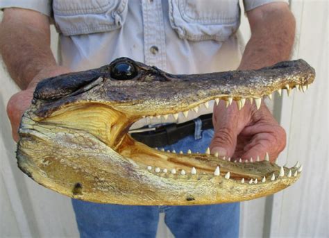 7 Inch Alligator Head From A 5 Foot Gator