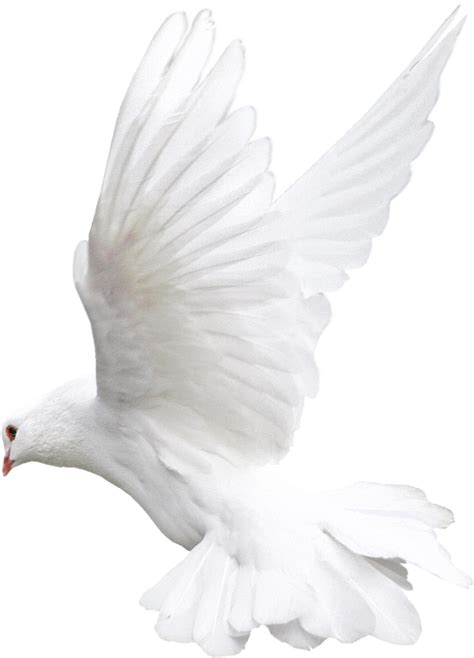 White Dove Clipart Fire Png Pavuram Png Clip Art Library