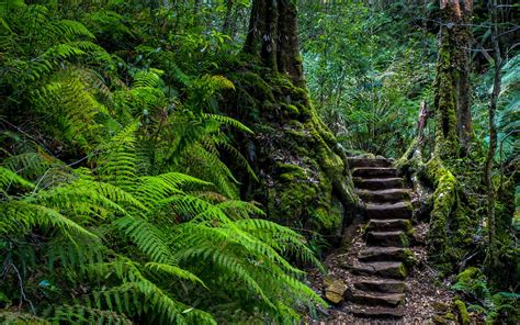 Stairs Ferns Forest Wallpapers Hd Desktop And Mobile Backgrounds