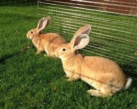 Continental Giant Rabbit Facts Temperament Care With Pictures