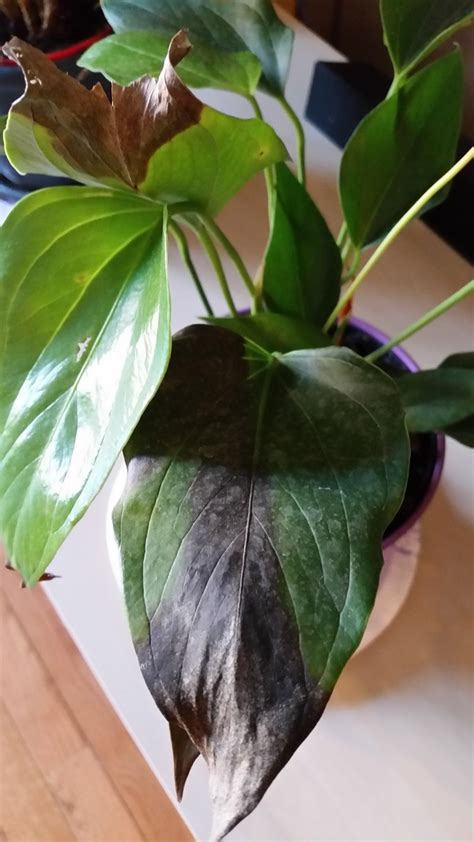 Dwarf hair grass turning yellow the planted tank forum. watering - Pink Anthurium in apartment - leaves turning ...