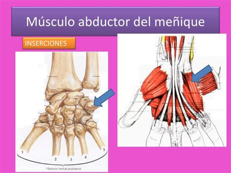 Ppt Musculos De La Mano Powerpoint Presentation Id1949237