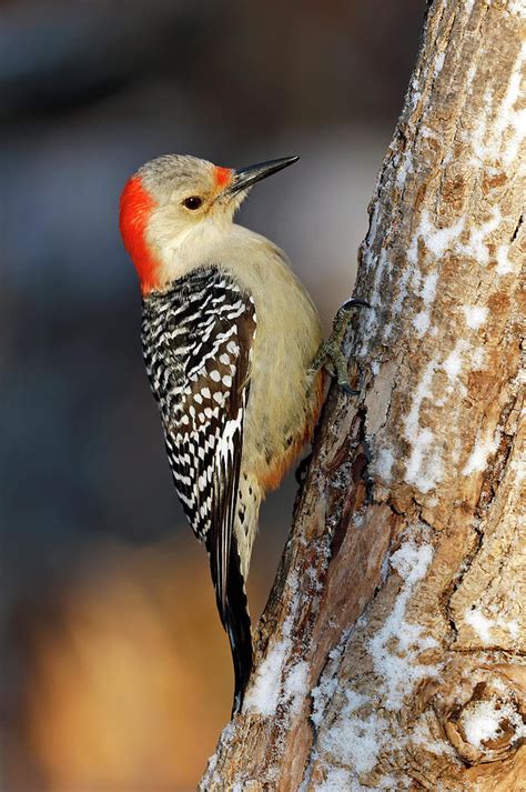 Red Bellied Woodpecker 509 Indiana Photograph By Steve Gass Fine Art