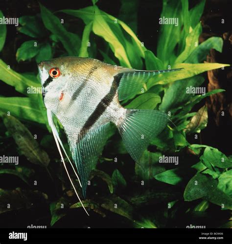 Pterophyllum Scalare Freshwater Angelfish Longfin Angel Fish Stock