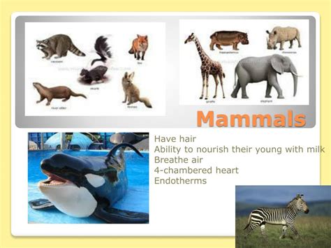 Ppt Mammals Powerpoint Presentation Free Download Id2188887