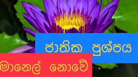 National Flower Srilanka නිල් මානෙල් Water Lily Youtube