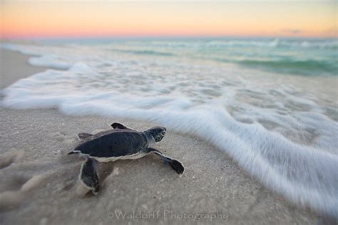 Baby Green Sea Turtle Fixing To Touch The Water For The First Time