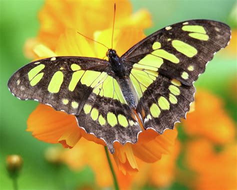 Black And Yellow Butterfly Photograph By Arvin Miner