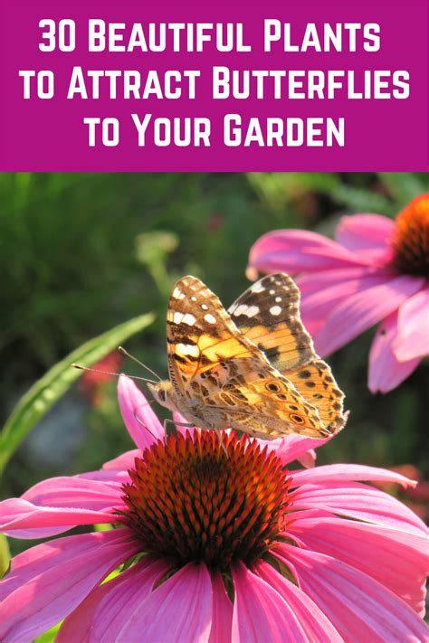 Check spelling or type a new query. 30 Beautiful Plants to Attract Butterflies to Your Garden ...