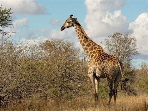 Fotografía del mundo salvaje - Haciendofotos.com