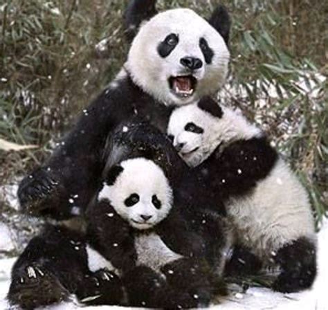 Pin By Rebecca Higgins On Pandas Panda Bear Cute Panda Mother And