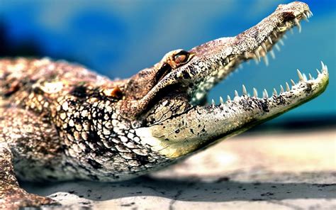 Animals Reptile Crocodiles Wildlife Nature Wallpapers