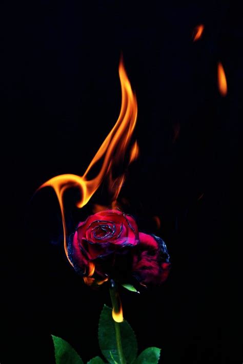 Fire Rose Premium Photo Black Roses Wallpaper Rose On Fire Fire Photography