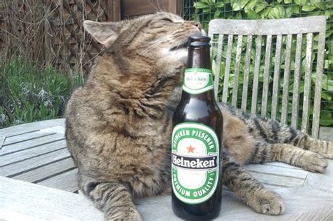 49 Best Images About Cats Who Party On Pinterest
