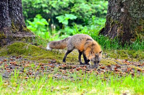 Fox In Kodiak Island Photograph