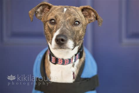 Dogs, puppies, cats, kittens, rabbits, birds, horses, and other farm animals available today at the new hampshire spca. Boston Pet Photographer ~ LHK9 Dog Adoption Event in ...