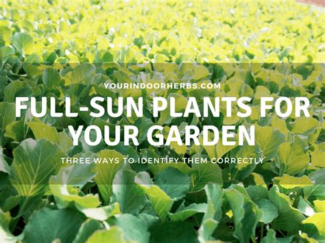 3-ways-to-identify-full-sun-plants-100-list-herbs