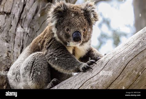 Koala Sitting In A Tree Branch Facing To Camera Victoria Australia