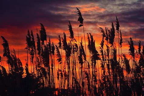 Reeds At Sunset Photograph By Raymond Salani Iii Fine Art America