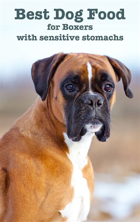Mix dry food with normal food. Best Dog Food For Boxers With Sensitive Stomachs
