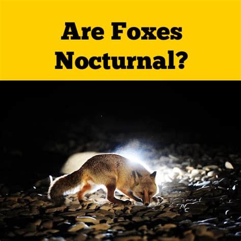 Are Red Foxes Nocturnal Or Diurnal Squirrels At The Feeder